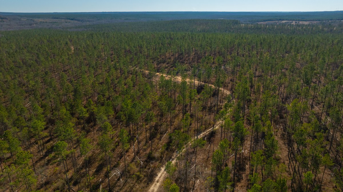 Image for 450± Total Acres - Jefferson Tract North - Exceptional Timber Investment - Plantation Pines & Lanahassee Creek Frontage