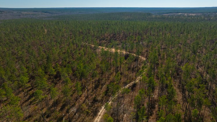 Image for 450± Total Acres - Jefferson Tract North - Exceptional Timber Investment - Plantation Pines & Lanahassee Creek Frontage