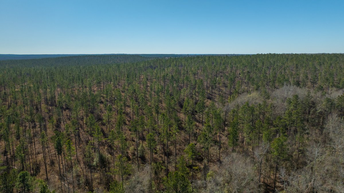 Image for 450± Total Acres - Jefferson Tract North - Exceptional Timber Investment - Plantation Pines & Lanahassee Creek Frontage