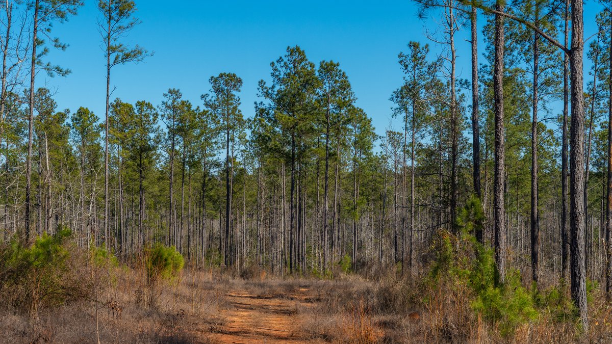 Image for 450± Total Acres - Jefferson Tract North - Exceptional Timber Investment - Plantation Pines & Lanahassee Creek Frontage
