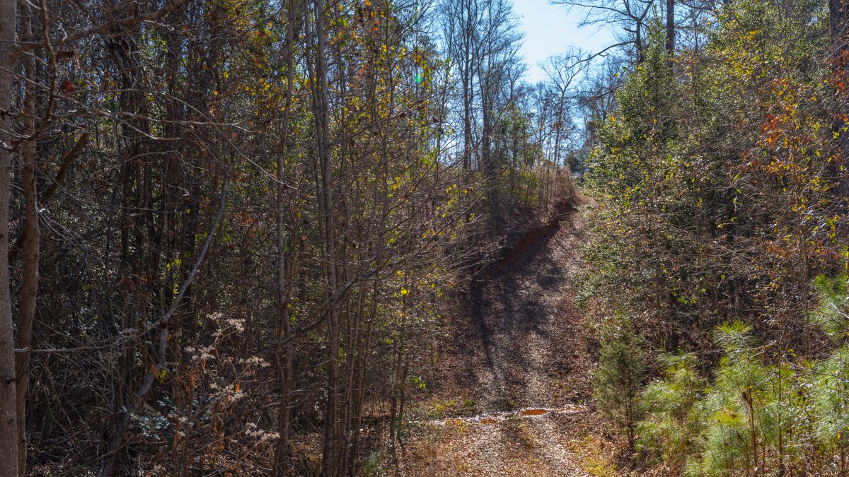 Image for 450± Total Acres - Jefferson Tract North - Exceptional Timber Investment - Plantation Pines & Lanahassee Creek Frontage