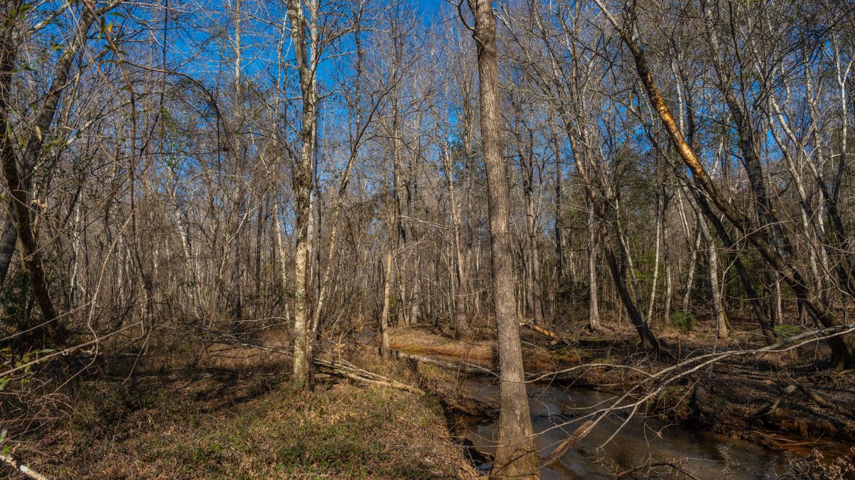 Image for 450± Total Acres - Jefferson Tract North - Exceptional Timber Investment - Plantation Pines & Lanahassee Creek Frontage