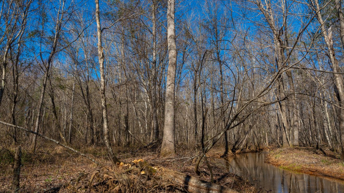 Image for 450± Total Acres - Jefferson Tract North - Exceptional Timber Investment - Plantation Pines & Lanahassee Creek Frontage