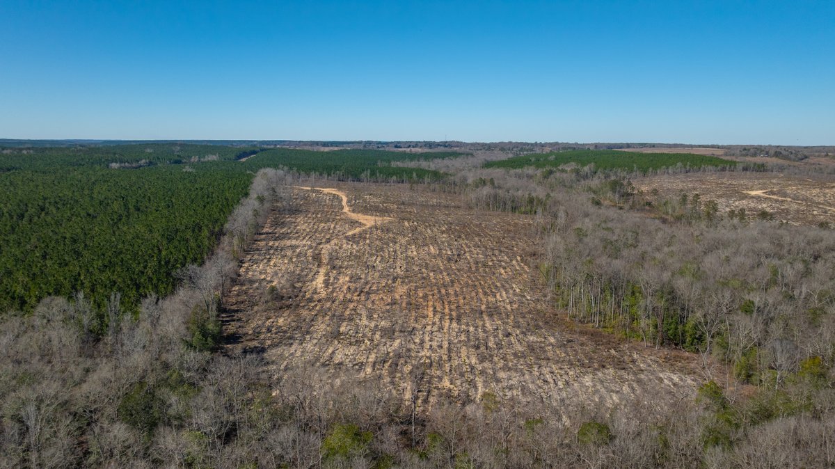 Image for 242± Total Acres - Jefferson Tract South - Exceptional Timber Investment - Lanahassee Creek Frontage