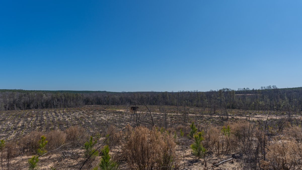 Image for 242± Total Acres - Jefferson Tract South - Exceptional Timber Investment - Lanahassee Creek Frontage
