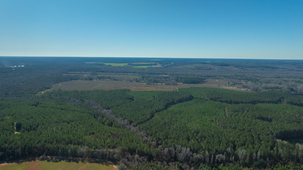 Image for 167± Total Acres - Cole Tract North - Beautiful Recreational Farm - Planted Pines & Premium Hunting - Lanahassee Creek Frontage