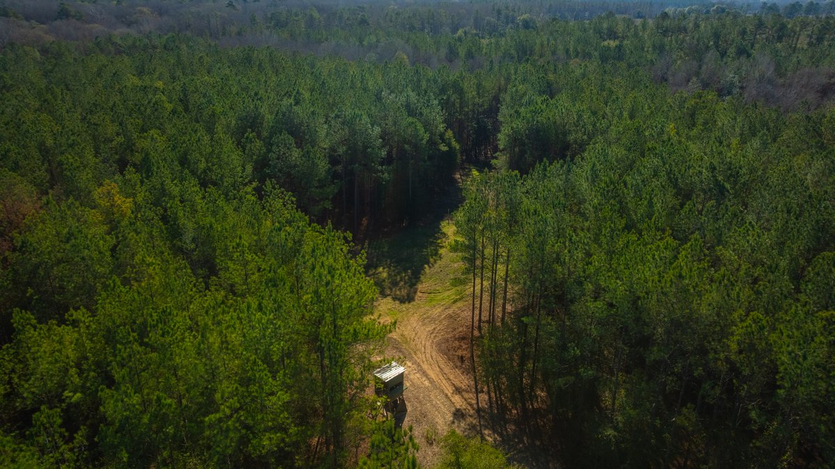 Image for 167± Total Acres - Cole Tract North - Beautiful Recreational Farm - Planted Pines & Premium Hunting - Lanahassee Creek Frontage