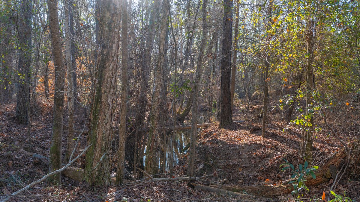 Image for 167± Total Acres - Cole Tract North - Beautiful Recreational Farm - Planted Pines & Premium Hunting - Lanahassee Creek Frontage