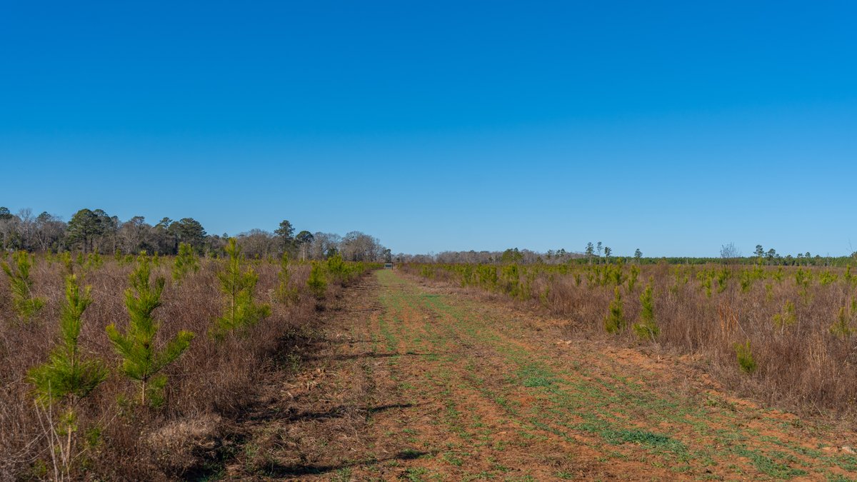 Image for 167± Total Acres - Cole Tract North - Beautiful Recreational Farm - Planted Pines & Premium Hunting - Lanahassee Creek Frontage