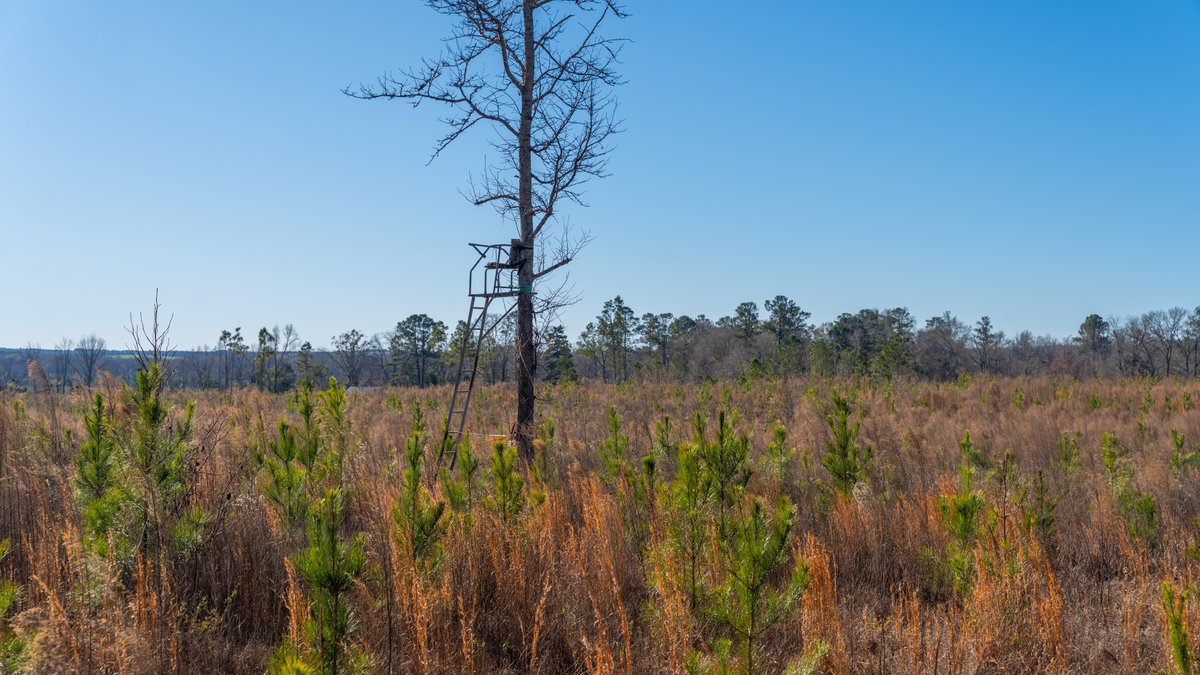 Image for 167± Total Acres - Cole Tract North - Beautiful Recreational Farm - Planted Pines & Premium Hunting - Lanahassee Creek Frontage