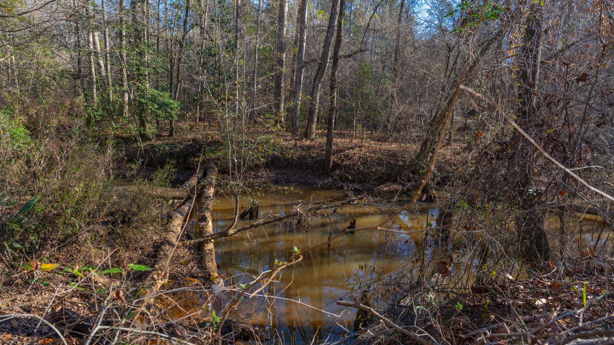 Image for 167± Total Acres - Cole Tract North - Beautiful Recreational Farm - Planted Pines & Premium Hunting - Lanahassee Creek Frontage