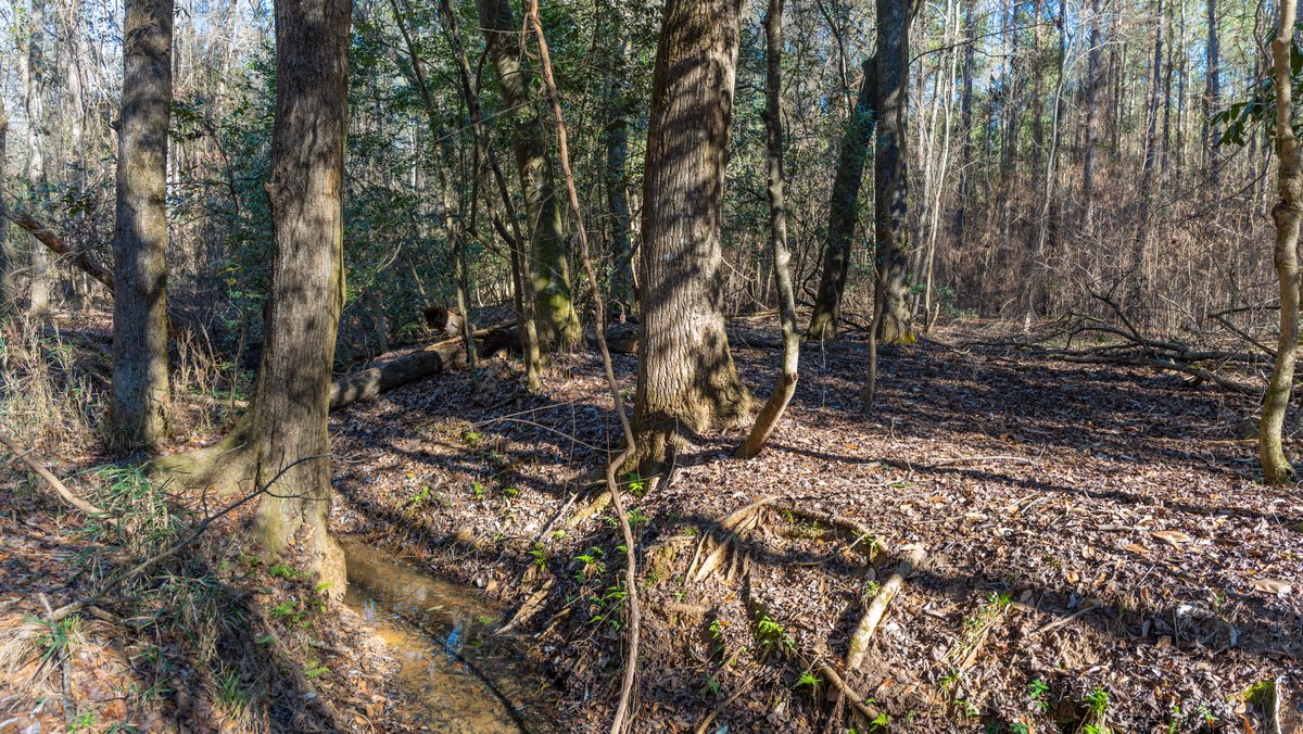 Image for 167± Total Acres - Cole Tract North - Beautiful Recreational Farm - Planted Pines & Premium Hunting - Lanahassee Creek Frontage