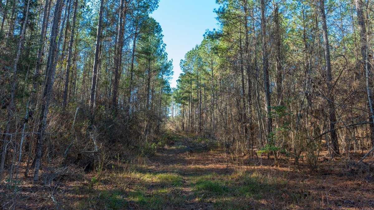 Image for 167± Total Acres - Cole Tract North - Beautiful Recreational Farm - Planted Pines & Premium Hunting - Lanahassee Creek Frontage