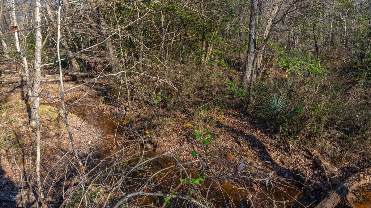 Image for 167± Total Acres - Cole Tract North - Beautiful Recreational Farm - Planted Pines & Premium Hunting - Lanahassee Creek Frontage