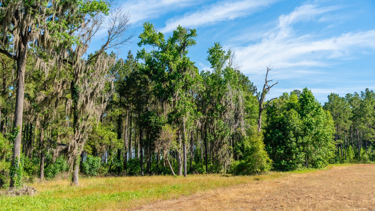 Image for 198.85± Total Acres - Diverse South Georgia Land Tract - Open Farmland w/ Timber & Stocked Pond
