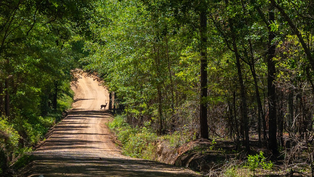 Image for Coffee Plantation - 725± Acres - Dodge County, Georgia - Premier Recreational, Timber & Investment Property - Offered Divided & As A Whole