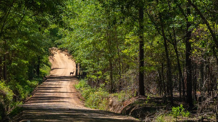 Image for Coffee Plantation - 725± Acres - Dodge County, Georgia - Premier Recreational, Timber & Investment Property - Offered Divided & As A Whole