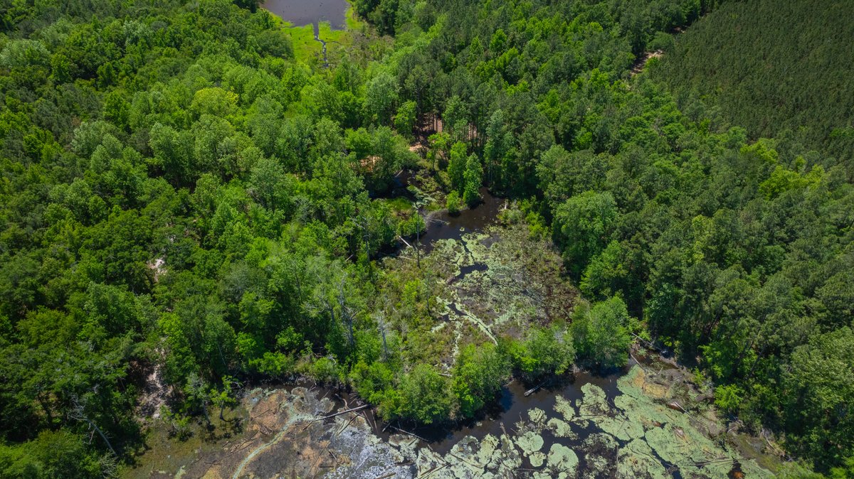 Image for Coffee Plantation - 725± Acres - Dodge County, Georgia - Premier Recreational, Timber & Investment Property - Offered Divided & As A Whole