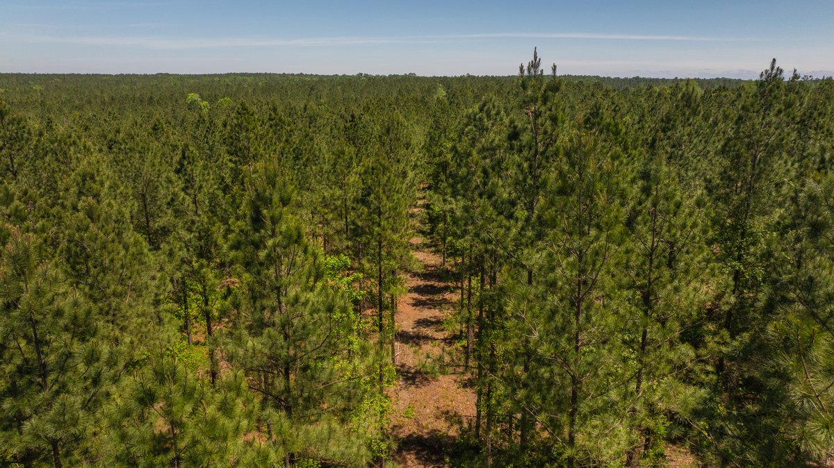 Image for Coffee Plantation - 725± Acres - Dodge County, Georgia - Premier Recreational, Timber & Investment Property - Offered Divided & As A Whole