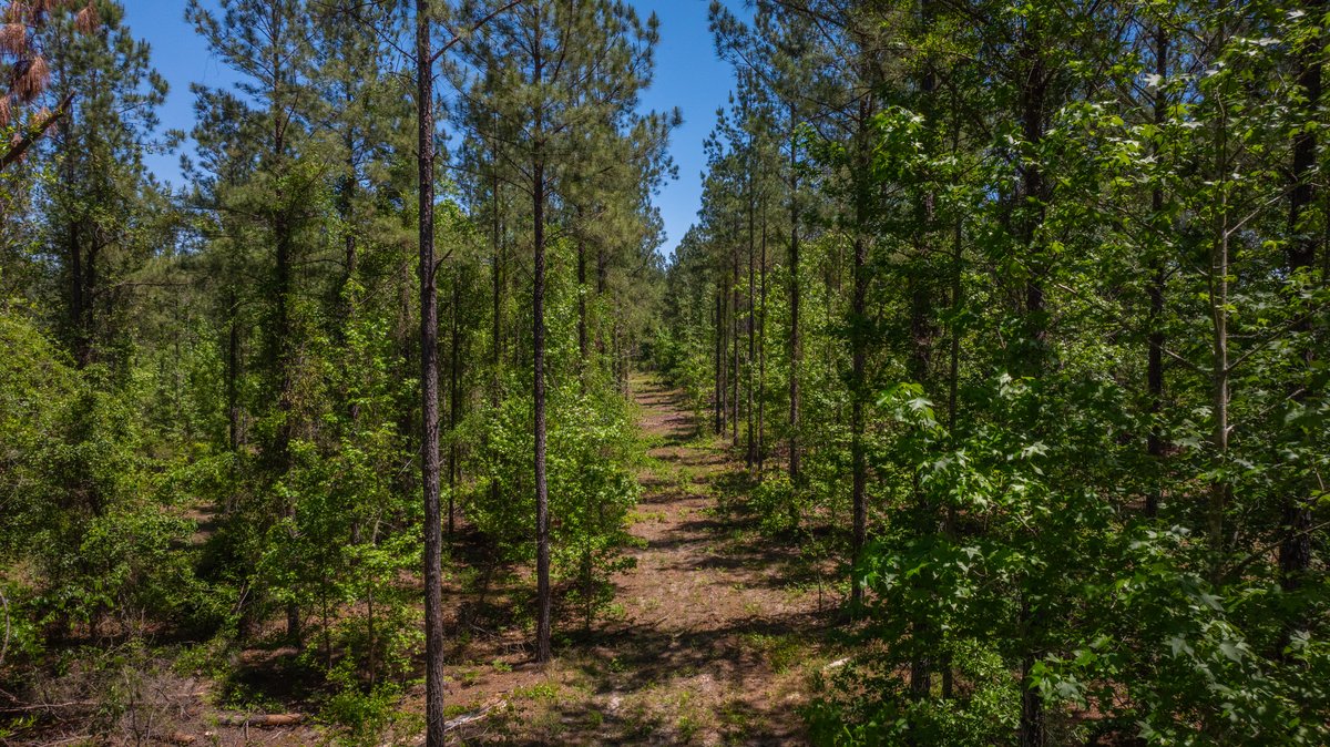 Image for Coffee Plantation - 725± Acres - Dodge County, Georgia - Premier Recreational, Timber & Investment Property - Offered Divided & As A Whole