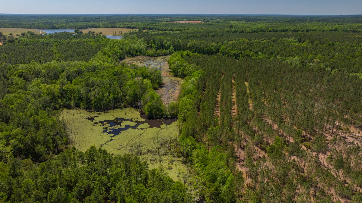 Image for Coffee Plantation - 725± Acres - Dodge County, Georgia - Premier Recreational, Timber & Investment Property - Offered Divided & As A Whole