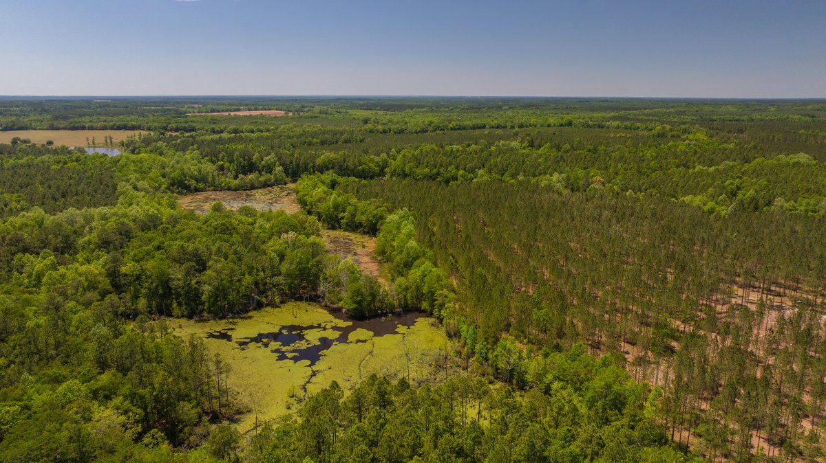 Image for Coffee Plantation - 725± Acres - Dodge County, Georgia - Premier Recreational, Timber & Investment Property - Offered Divided & As A Whole