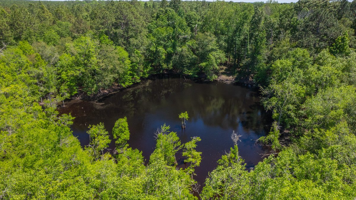 Image for Coffee Plantation - 725± Acres - Dodge County, Georgia - Premier Recreational, Timber & Investment Property - Offered Divided & As A Whole
