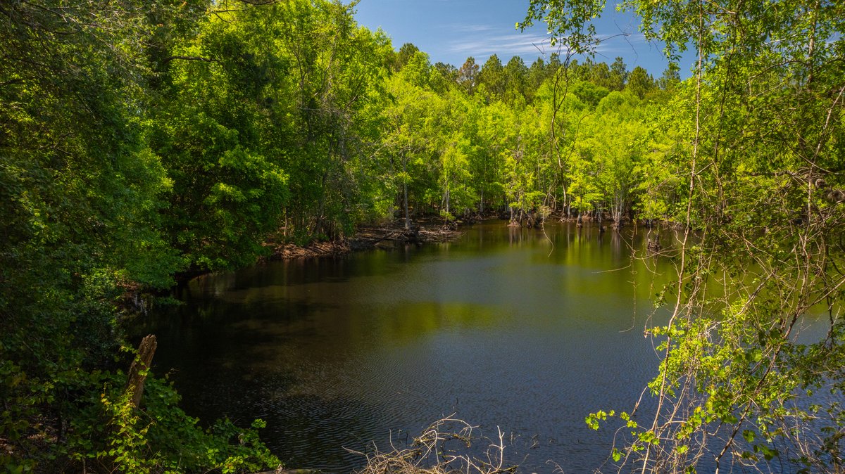 Image for Coffee Plantation - 725± Acres - Dodge County, Georgia - Premier Recreational, Timber & Investment Property - Offered Divided & As A Whole