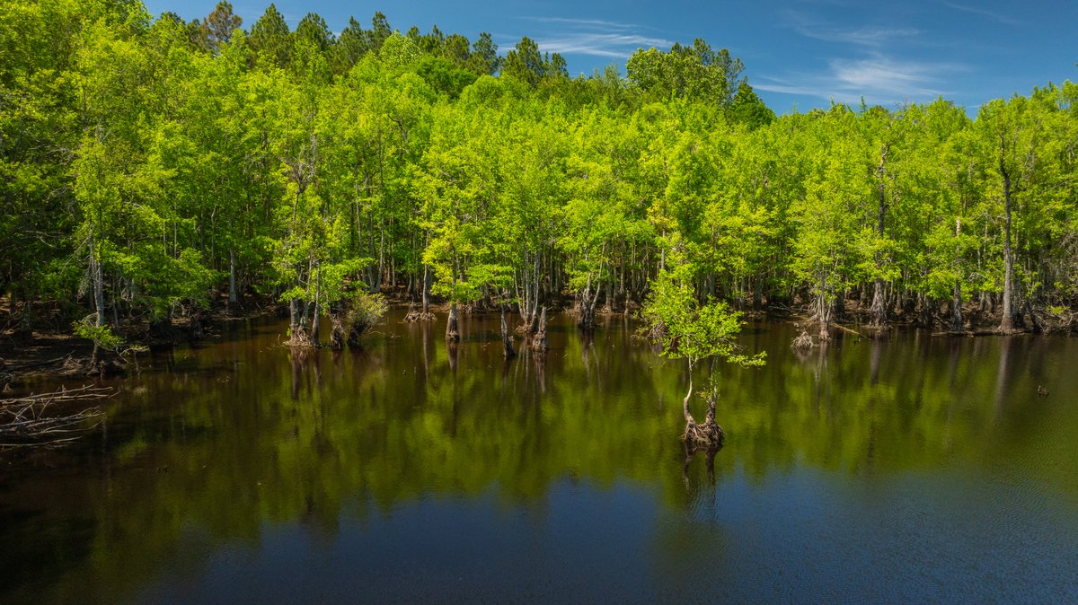 Image for Coffee Plantation - 725± Acres - Dodge County, Georgia - Premier Recreational, Timber & Investment Property - Offered Divided & As A Whole