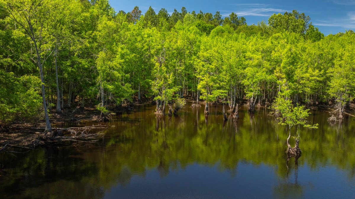 Image for Coffee Plantation - 725± Acres - Dodge County, Georgia - Premier Recreational, Timber & Investment Property - Offered Divided & As A Whole