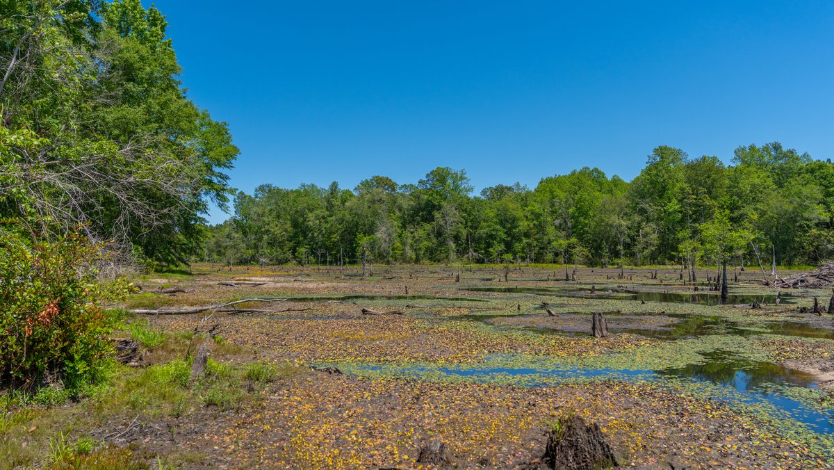 Image for Coffee Plantation - 725± Acres - Dodge County, Georgia - Premier Recreational, Timber & Investment Property - Offered Divided & As A Whole