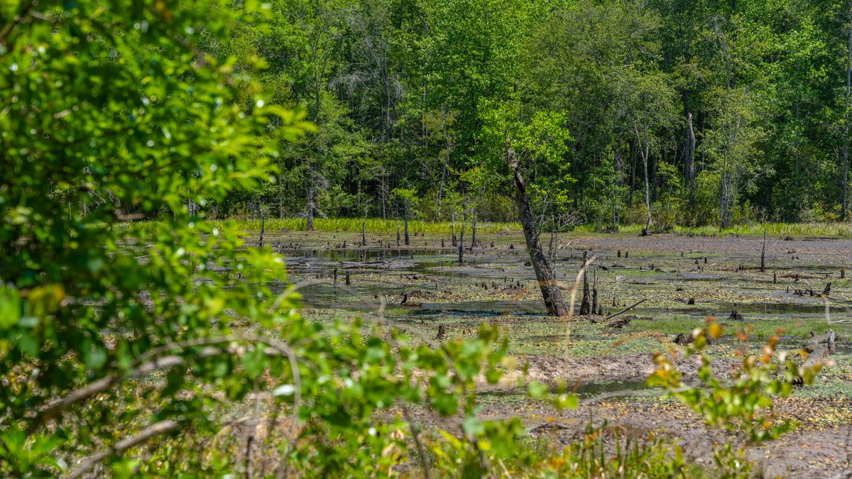 Image for Coffee Plantation - 725± Acres - Dodge County, Georgia - Premier Recreational, Timber & Investment Property - Offered Divided & As A Whole