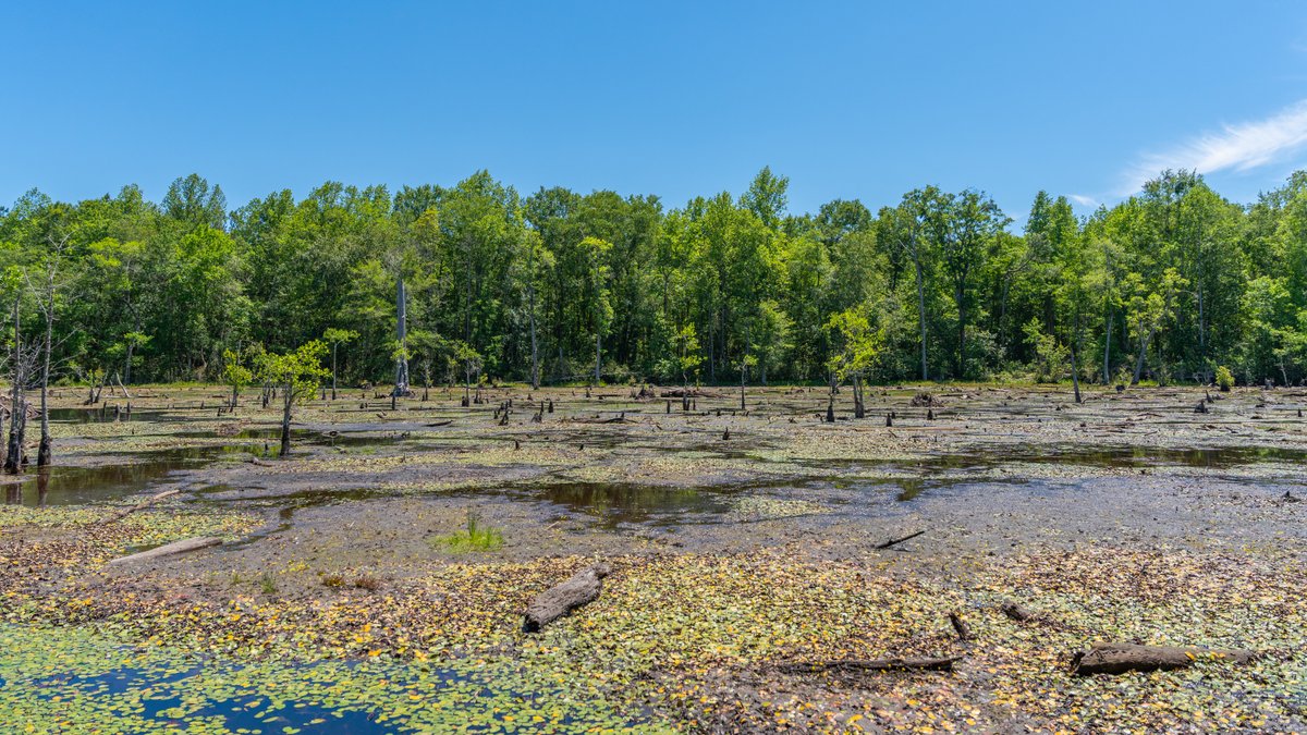 Image for Coffee Plantation - 725± Acres - Dodge County, Georgia - Premier Recreational, Timber & Investment Property - Offered Divided & As A Whole
