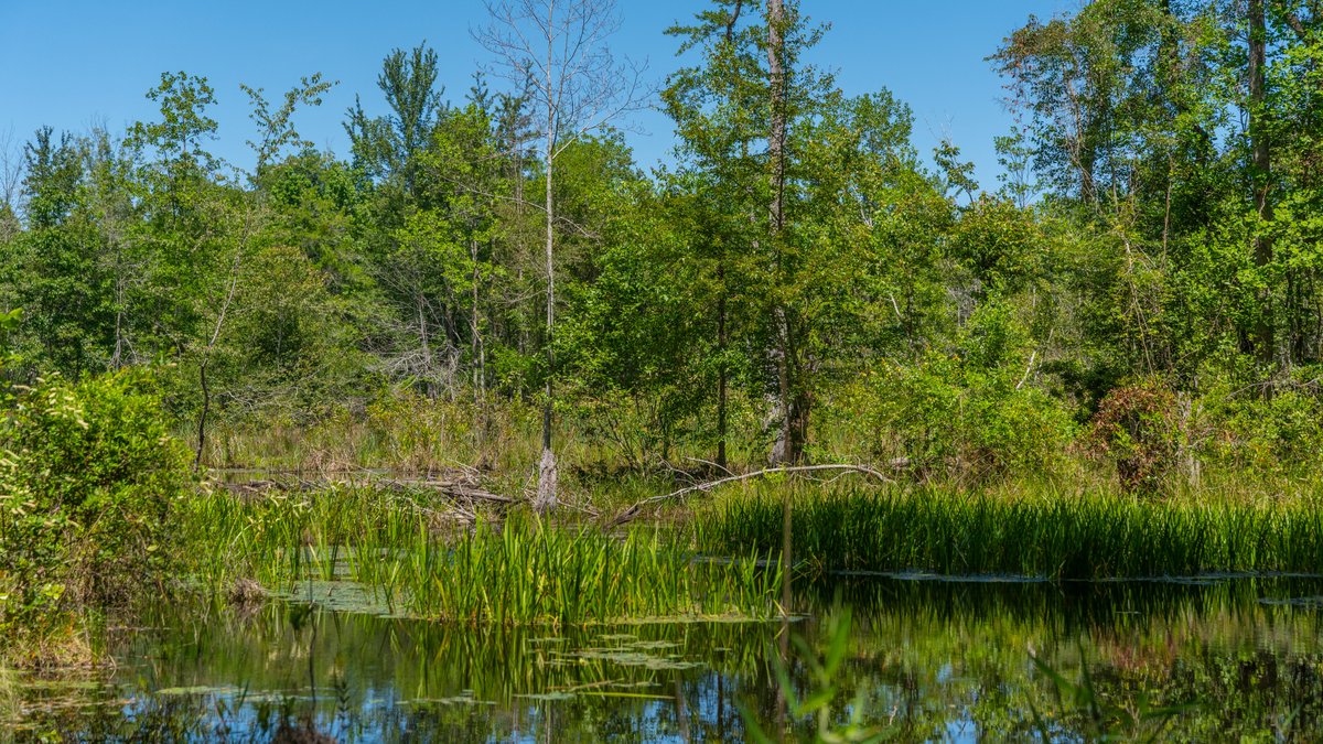 Image for Coffee Plantation - 725± Acres - Dodge County, Georgia - Premier Recreational, Timber & Investment Property - Offered Divided & As A Whole