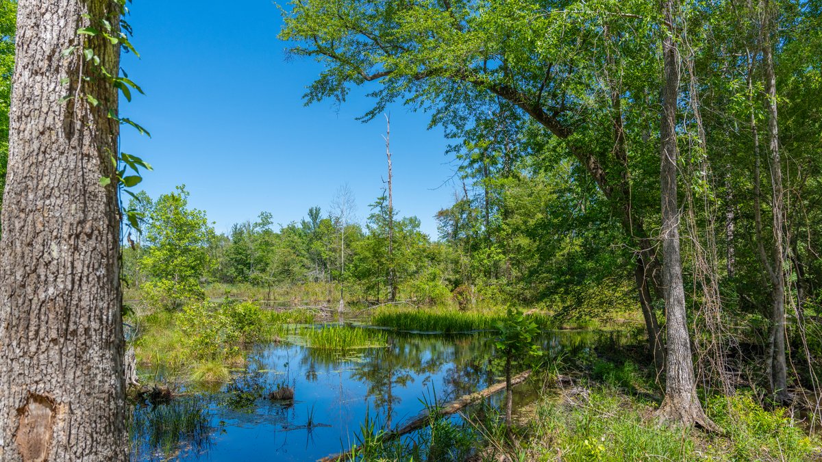 Image for Coffee Plantation - 725± Acres - Dodge County, Georgia - Premier Recreational, Timber & Investment Property - Offered Divided & As A Whole