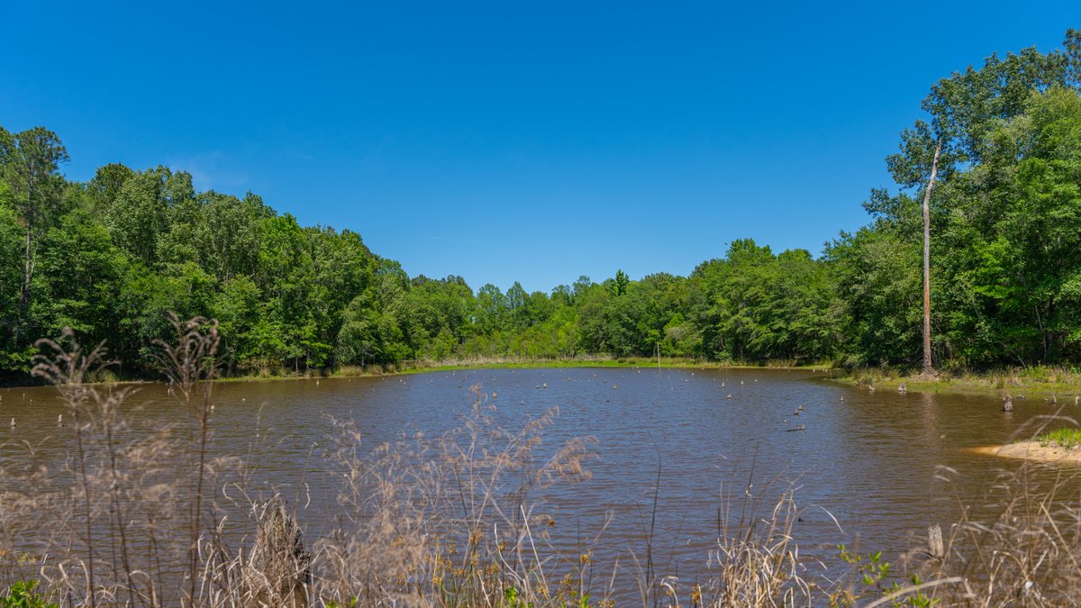 Image for Coffee Plantation - 725± Acres - Dodge County, Georgia - Premier Recreational, Timber & Investment Property - Offered Divided & As A Whole