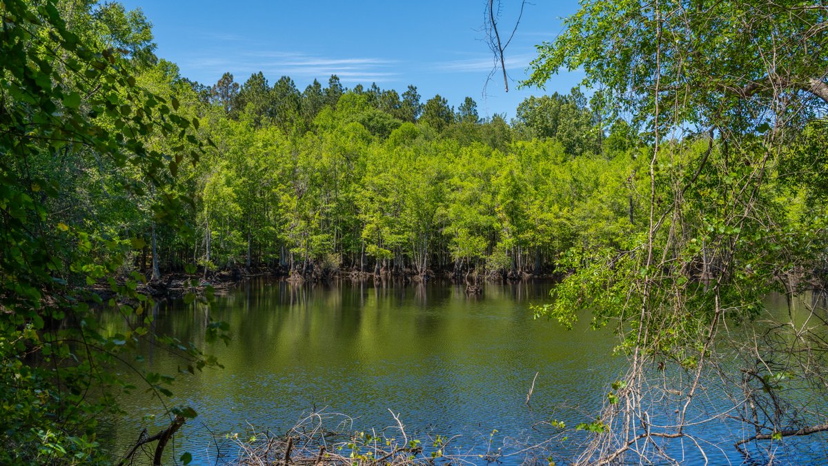 Image for Coffee Plantation - 725± Acres - Dodge County, Georgia - Premier Recreational, Timber & Investment Property - Offered Divided & As A Whole