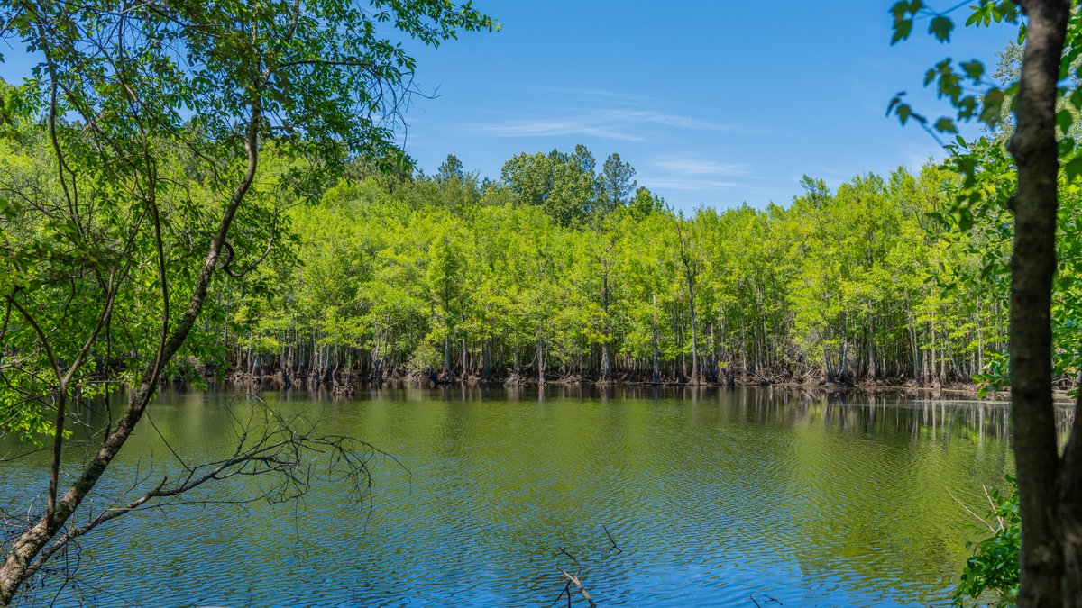 Image for Coffee Plantation - 725± Acres - Dodge County, Georgia - Premier Recreational, Timber & Investment Property - Offered Divided & As A Whole