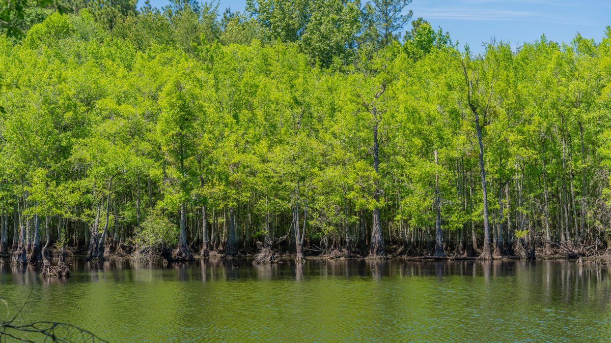 Image for Coffee Plantation - 725± Acres - Dodge County, Georgia - Premier Recreational, Timber & Investment Property - Offered Divided & As A Whole