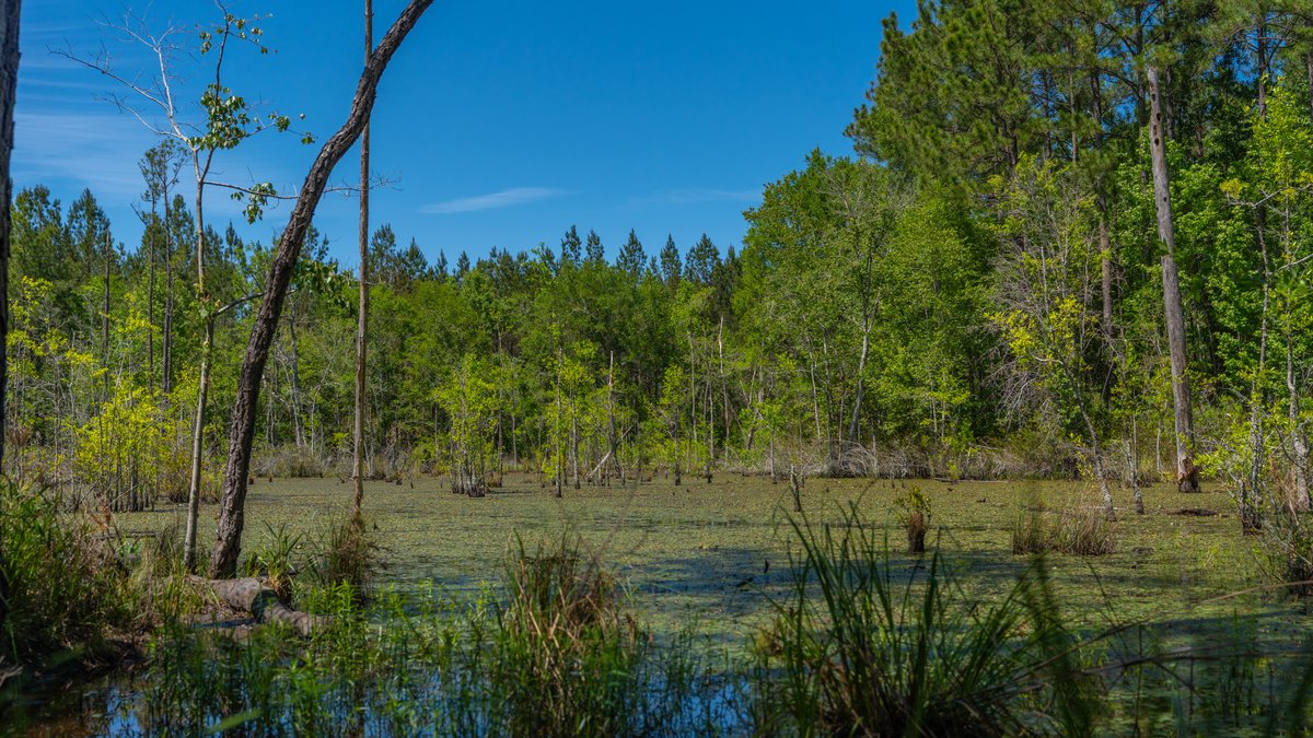 Image for Coffee Plantation - 725± Acres - Dodge County, Georgia - Premier Recreational, Timber & Investment Property - Offered Divided & As A Whole