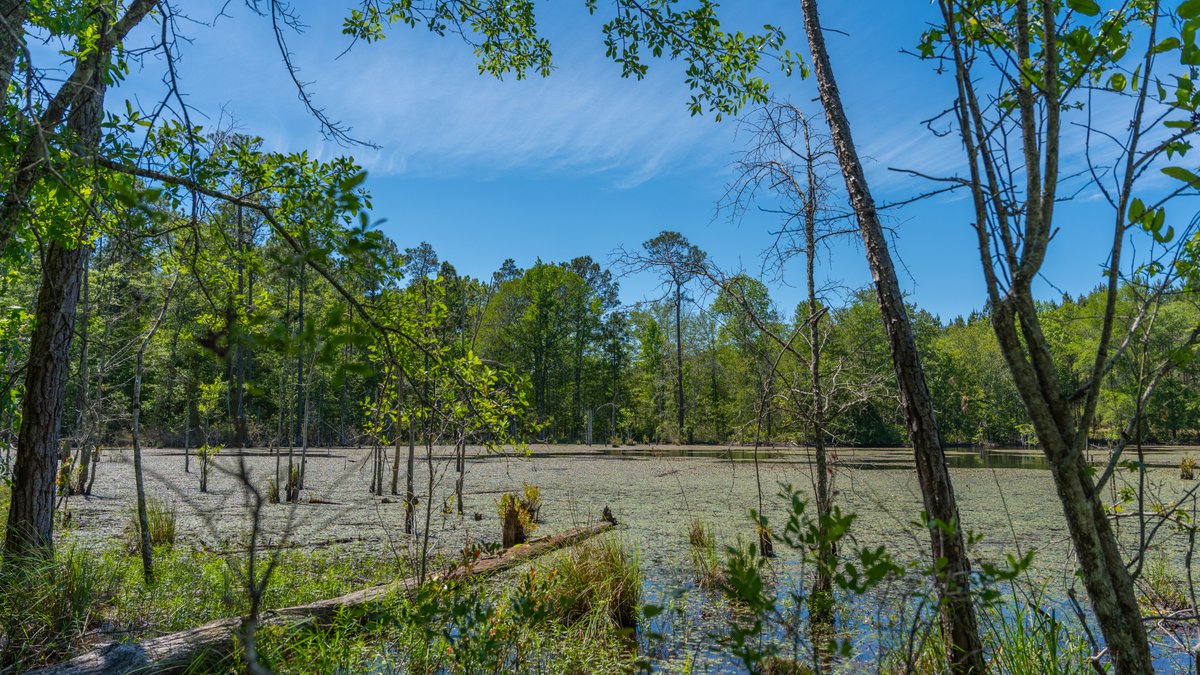 Image for Coffee Plantation - 725± Acres - Dodge County, Georgia - Premier Recreational, Timber & Investment Property - Offered Divided & As A Whole