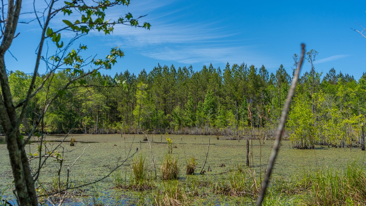Image for Coffee Plantation - 725± Acres - Dodge County, Georgia - Premier Recreational, Timber & Investment Property - Offered Divided & As A Whole