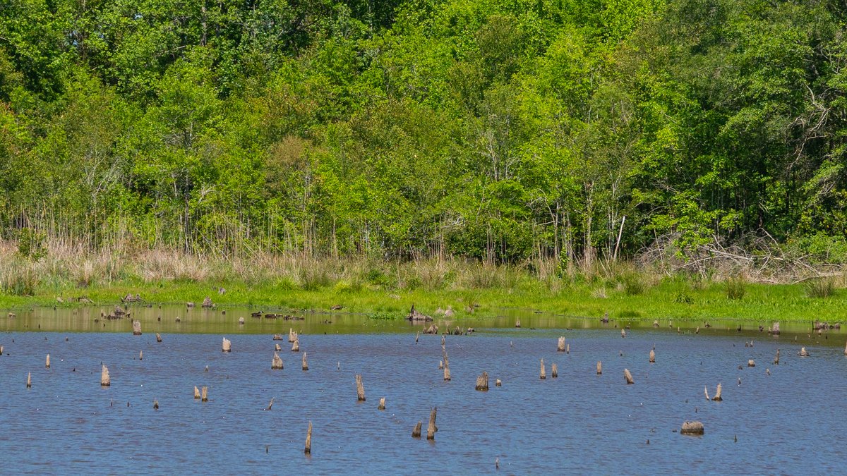 Image for Coffee Plantation - 725± Acres - Dodge County, Georgia - Premier Recreational, Timber & Investment Property - Offered Divided & As A Whole