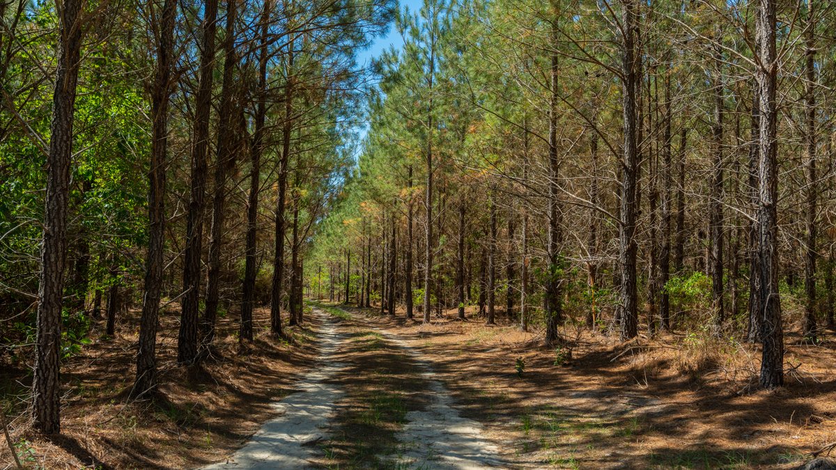 Image for Coffee Plantation - 725± Acres - Dodge County, Georgia - Premier Recreational, Timber & Investment Property - Offered Divided & As A Whole