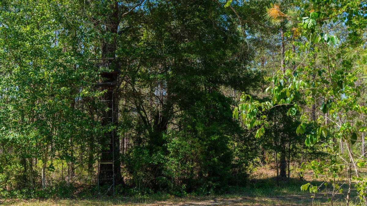 Image for Coffee Plantation - 725± Acres - Dodge County, Georgia - Premier Recreational, Timber & Investment Property - Offered Divided & As A Whole