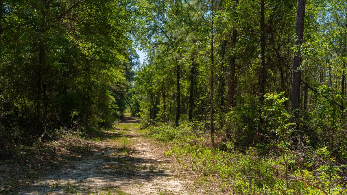Image for Coffee Plantation - 725± Acres - Dodge County, Georgia - Premier Recreational, Timber & Investment Property - Offered Divided & As A Whole