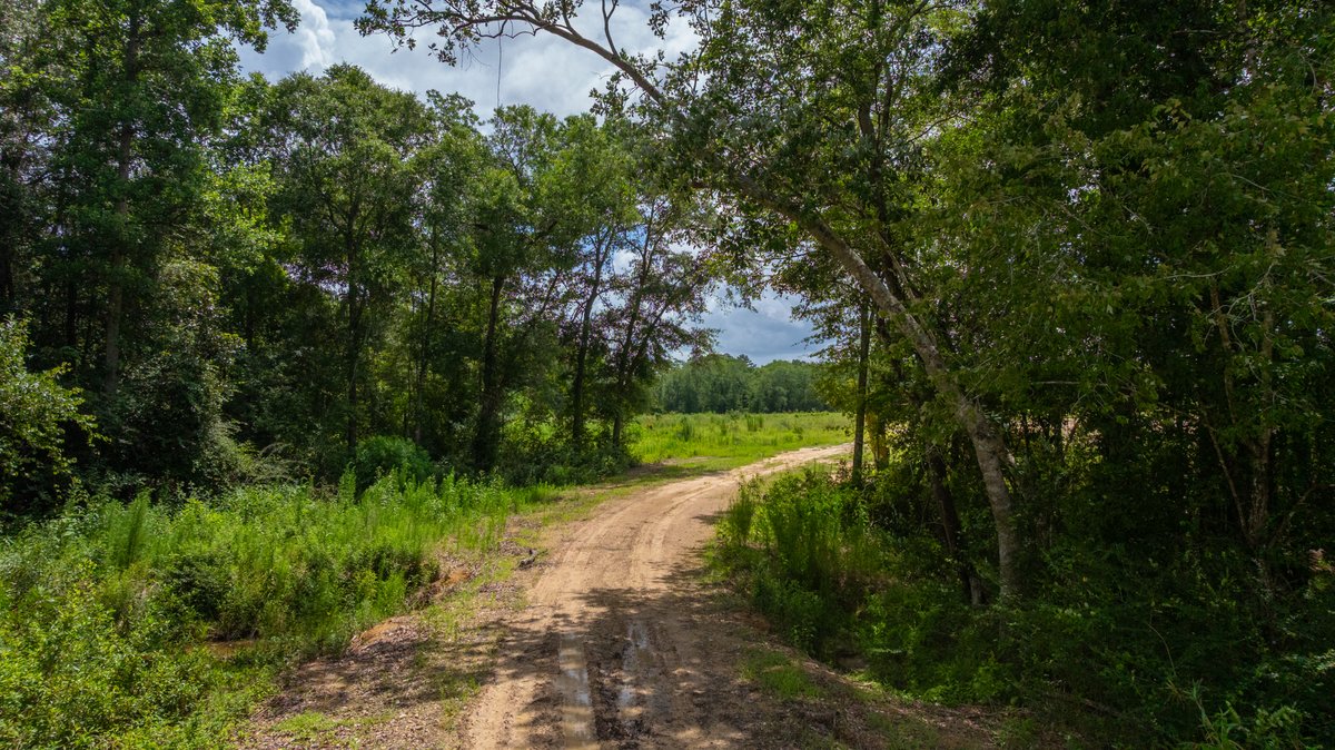 Image for 60.697+/- Acres - Private Homesite & Recreational Tract - Beautiful Hardwoods & Okapilco Creek Frontage