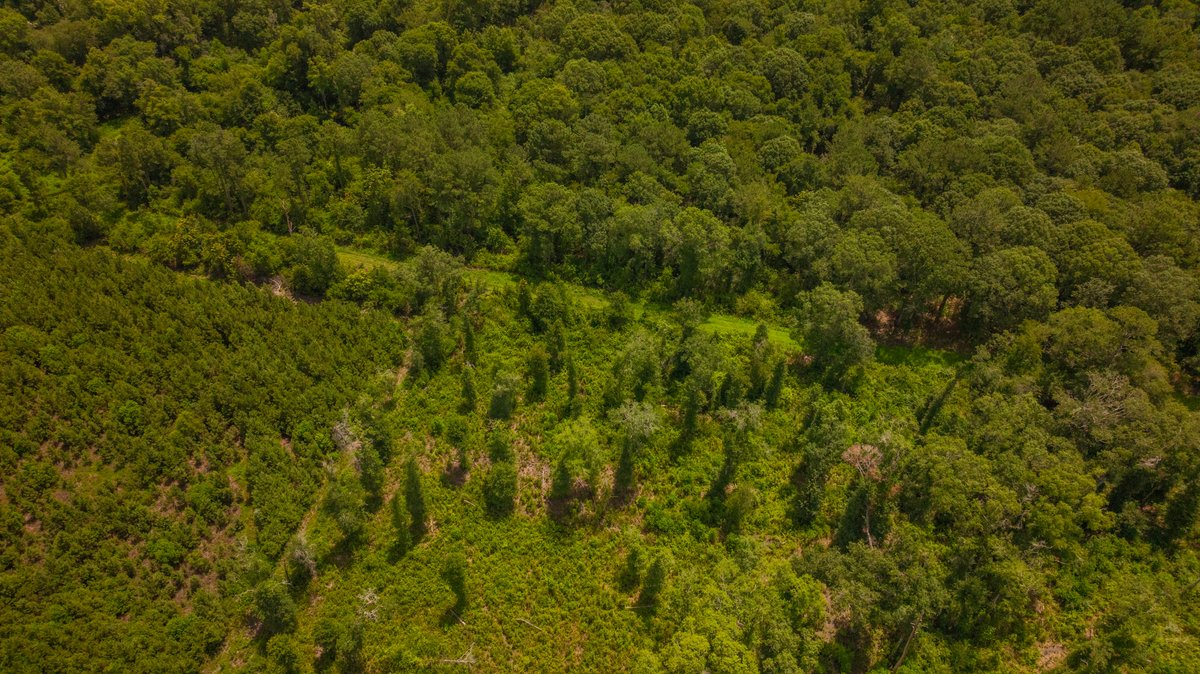 Image for 60.697+/- Acres - Private Homesite & Recreational Tract - Beautiful Hardwoods & Okapilco Creek Frontage