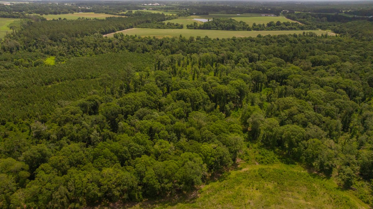 Image for 60.697+/- Acres - Private Homesite & Recreational Tract - Beautiful Hardwoods & Okapilco Creek Frontage