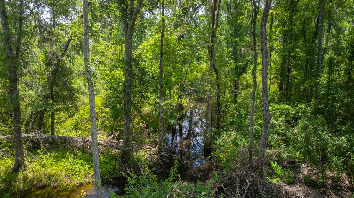 Image for 60.697+/- Acres - Private Homesite & Recreational Tract - Beautiful Hardwoods & Okapilco Creek Frontage